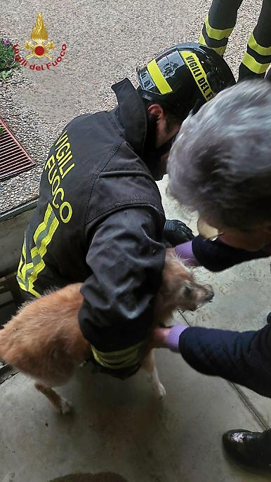 vvf cagnolina salvata vittorio veneto (1)