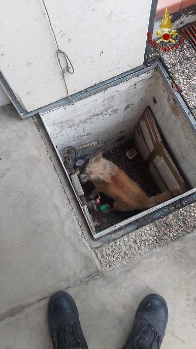 vvf cagnolina salvata vittorio veneto (2)