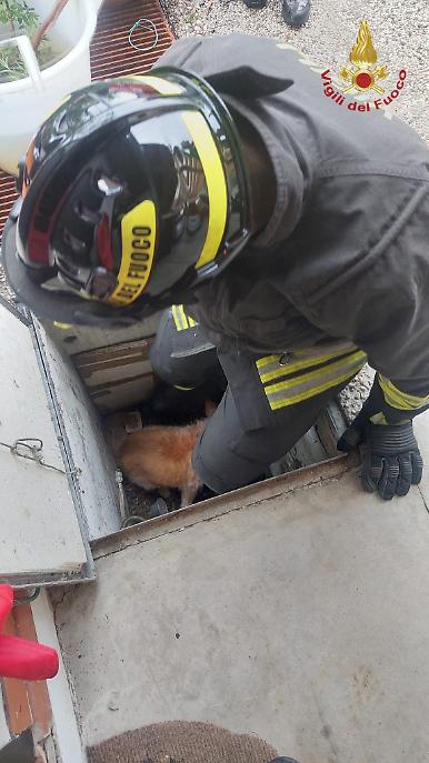 vvf cagnolina salvata vittorio veneto (3)