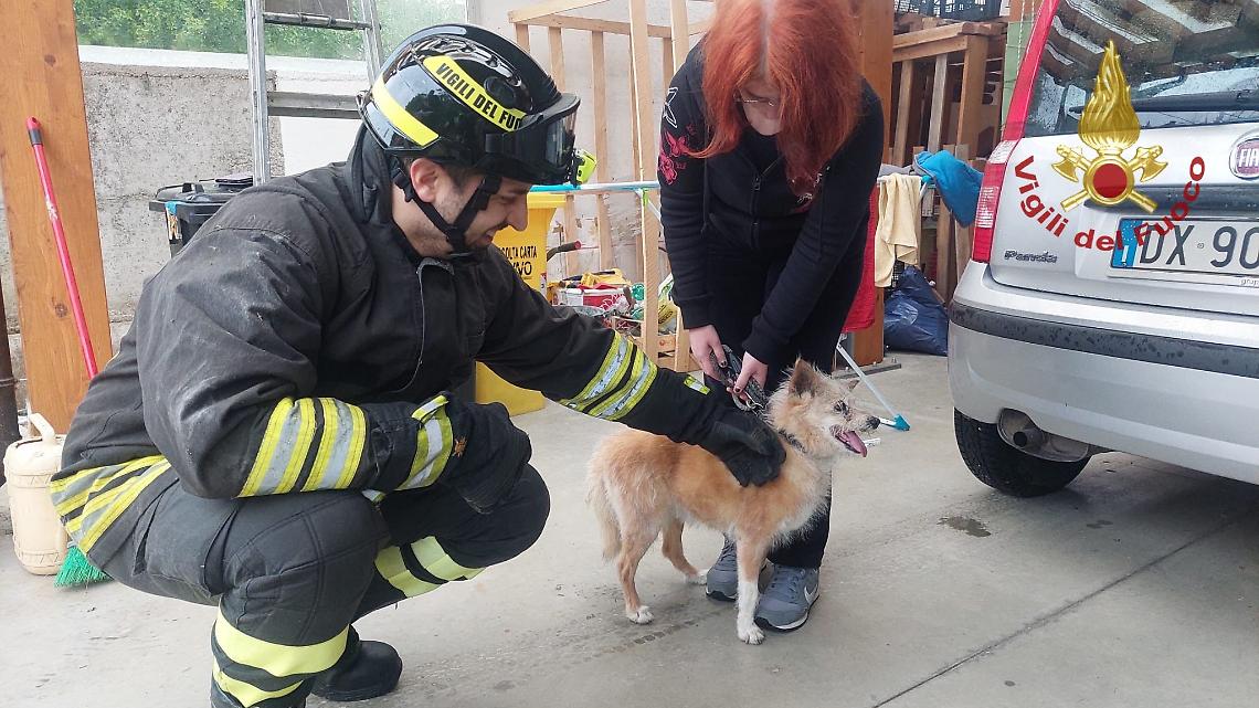vvf cagnolina salvata vittorio veneto (4)