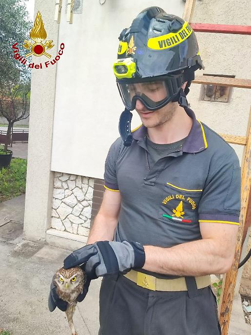civetta vigili del fuoco (1)