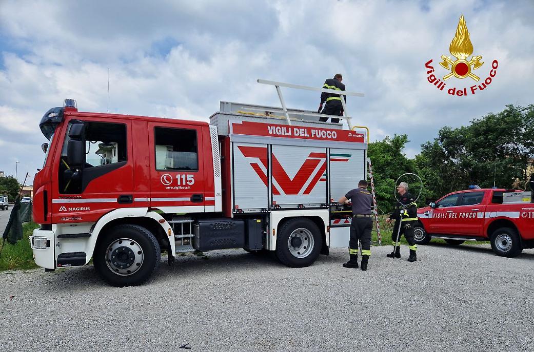vigili del fuoco gattino (2)