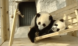 Dolci Cuccioli di Panda giocano