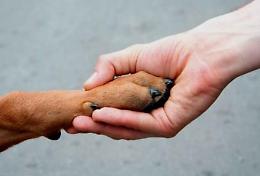 Emergenza caldo per gli animali domestici: come proteggerli durante l’estate