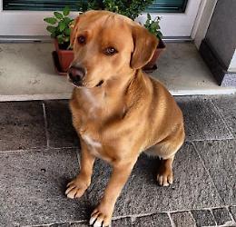 Regole fondamentali per l'educazione del cane