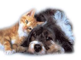Sequestrati due cani in un capannone dismesso