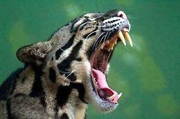 Sequestrato gattopardo a Bolzano