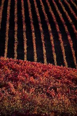 La Montefalco del SAGRANTINO