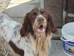 Canile di Chioggia: SETTER/SPRINGER SPANIEL, 1 ANNO, MASCHIO 