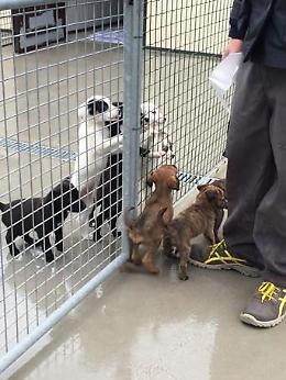 Canile di Chioggia: 14 cuccioli tra maschi e femmine futura tg medio-piccola.