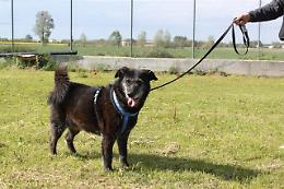 Canile Rovigo: meticcio sterilizzato, taglia media. un cane fantastico! 