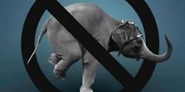 Lav : Basta fondi dal Governo a Circhi con animali