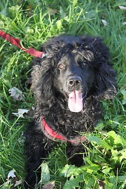 Canile Rovigo: Cocker maschio sterilizzato, taglia media, allegro