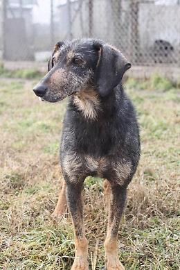 Canile Rovigo: meticcia sterilizzata, taglia media