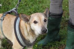 Canile di Rovigo: meticcio maschio taglia medio-piccola, simpatico