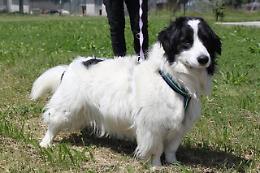 Canile Rovigo: incrocio Border Collie, taglia media.