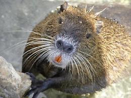 Nutrie in Polesine: Coldiretti e Lav divisi sull'abbattimento