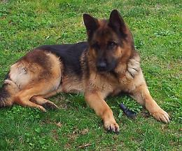 Brescia: salvata dal suo cane