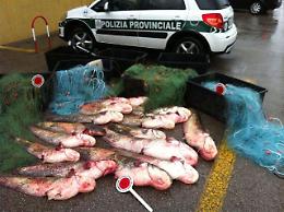 Pesca abusiva in Fossa maestra: fermati con 400 chili di siluri