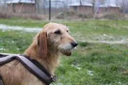 Canile Rovigo: segugio Italiano femmina, taglia media, molto buona
