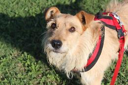 Canile Rovigo: meticcio sterilizzato, taglia media, socievole
