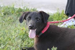 Canile Rovigo: meticcio sterilizzato, taglia medio-piccola.