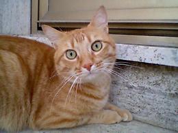 Londra: Gatto egiziano arriva alla capitale clandestinamente