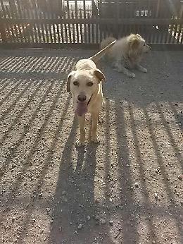 Canile Chioggia: Meticcia Labrador tg.grande
