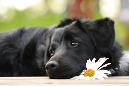 Fedeltà fino all’ultimo respiro: cane guida i soccorritori al corpo del padrone morto in montagna

