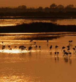 Se la magia del Delta diventa risorsa