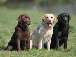 Bologna: furto di 15 cani di razza