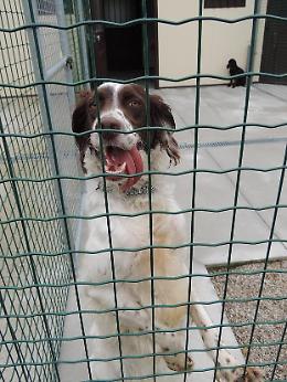Canile di Chioggia: Setter inglese femmina 2 anni taglia media
