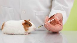 La sperimentazione animale quanto è necessaria?