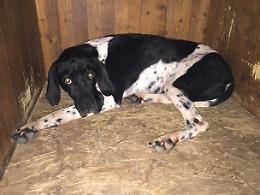 Canile di Chioggia:Pointer femmina 4 anni