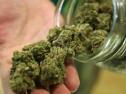 Patente sospesa per tracce di marijuana? Il giudice di Treviso dice no, attesa per la Consulta