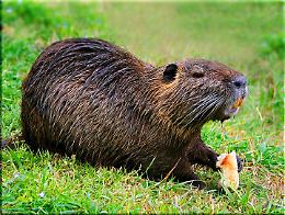 Caccia alla nutria, serve un regolamento unico