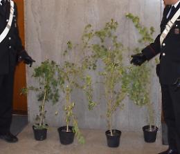 Rubano piante di canapa sativa dal Centro Ricerche: arrestati tre giovani