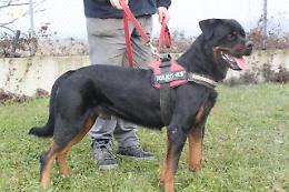 Rifugio Rovigo: Kuros , altro Rottweiler sterilizzato