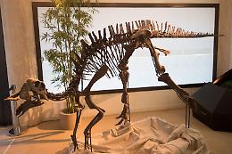 Ad Abano arriva Christine, un dinosauro di 80 milioni di anni