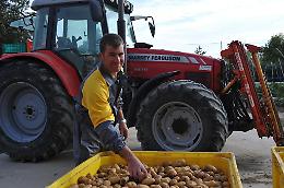McDonald’s porta le patate del Veneto in tutta Italia