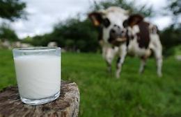 Latte, gli allevatori veneti di Coldiretti presidiano la Lactalis