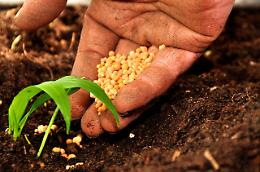 Agricoltura, diminuiscono le aziende e non c'è ricambio generazionale