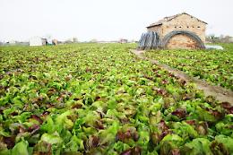 Orticoltura e pesca, si confermano settori chiave dell'economia di Chioggia