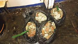 Pesca abusiva, sequestrata mezza tonnellata di cappesante a Chioggia