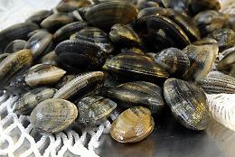 Chioggia, la Guardia di Finanza sequestra quattro tonnellate di prodotti ittici