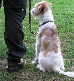 Nasce il comitato “Cani di Spinea”