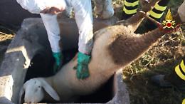 Mestrino, finisce in un tombino, pecora salvata dai vigili del fuoco