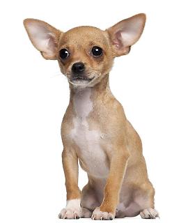 Legnaro, ruba un chihuahua, vive con lei da 5 anni: denunciata per ricettazione
