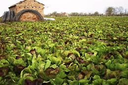 Radicchio di Chioggia, una star della tv