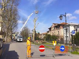 Rovigo, platani abbattuti, proteste accese da minoranza e cittadini